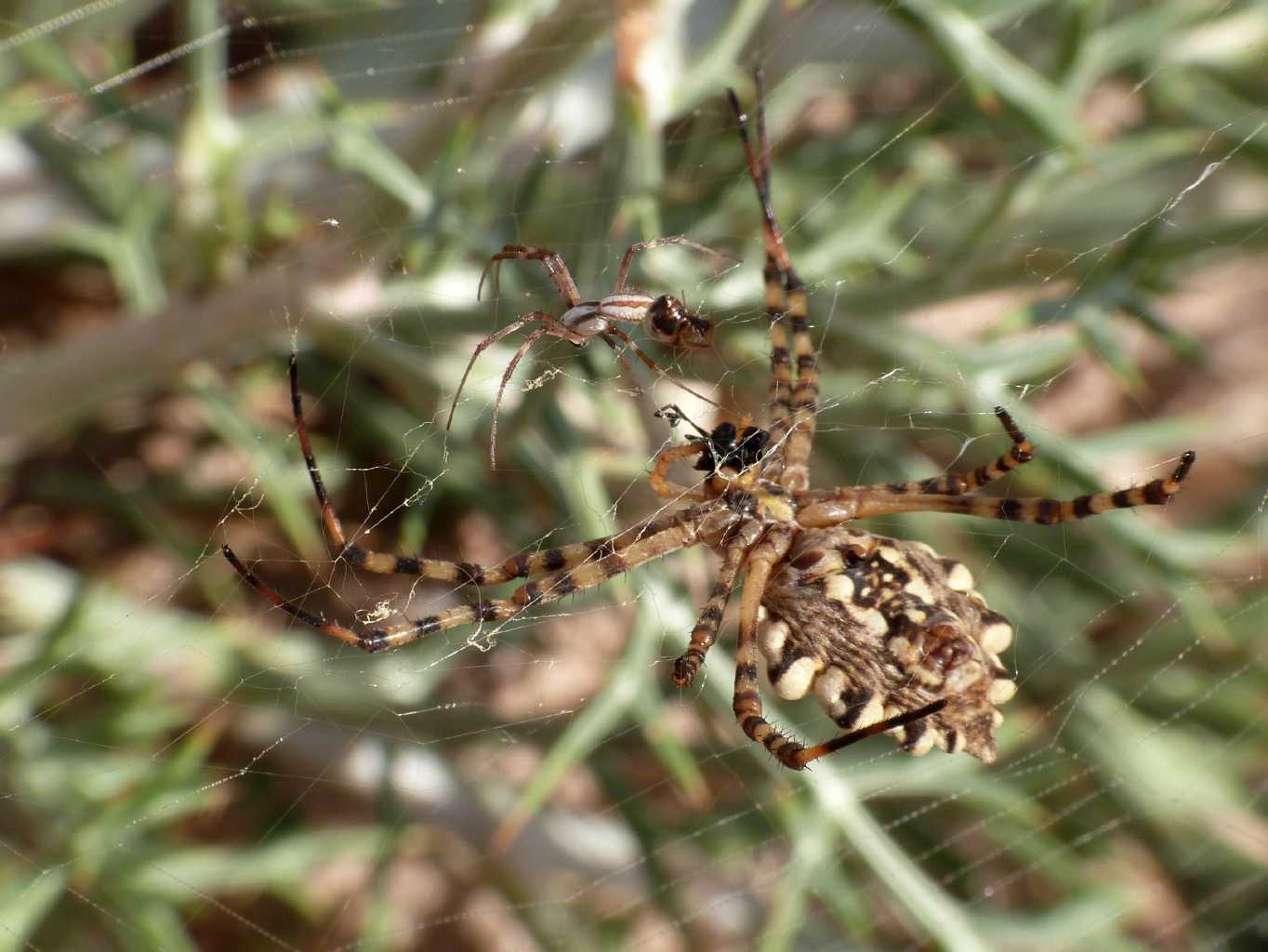 Femmina di Argiope lobata piacente  - Palau (OT)
